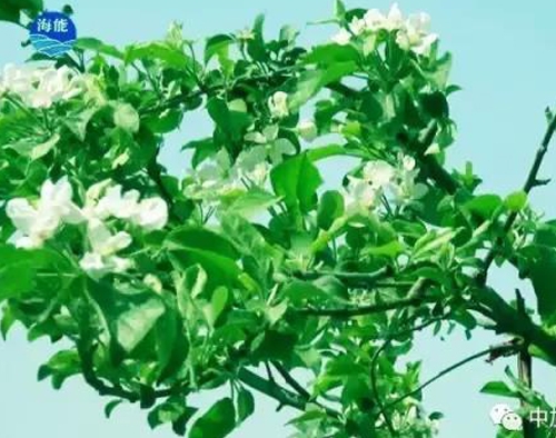 烟台大香蕉免费小视频生物带你走进文登----朴实的大叔给你讲述华丽的效果