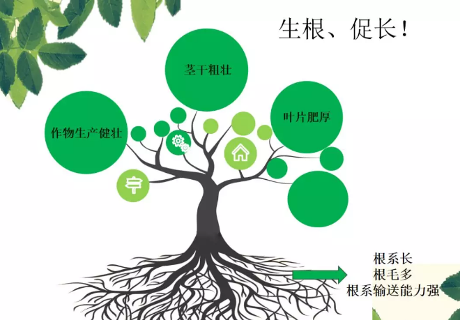 海帝拉克海藻碳的神奇功效！