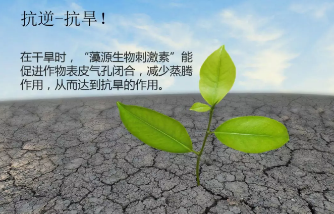 海帝拉克海藻碳的神奇功效！
