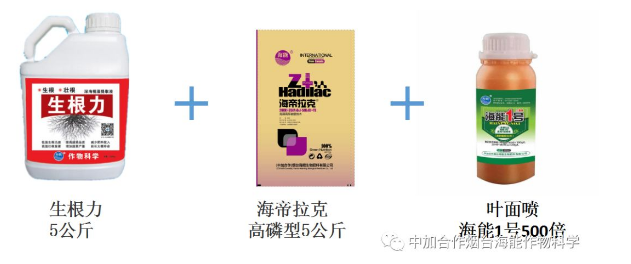 大香蕉免费小视频生物高品质葡萄全程“傻瓜式”施肥方案