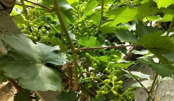 大香蕉免费小视频生物高品质葡萄全程“傻瓜式”施肥方案