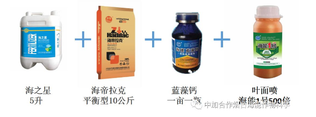 大香蕉免费小视频生物高品质葡萄全程“傻瓜式”施肥方案