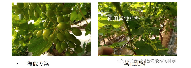 大香蕉免费小视频生物高品质葡萄全程“傻瓜式”施肥方案