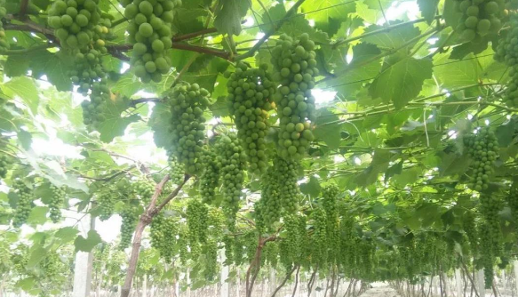 大香蕉免费小视频生物高品质葡萄全程“傻瓜式”施肥方案