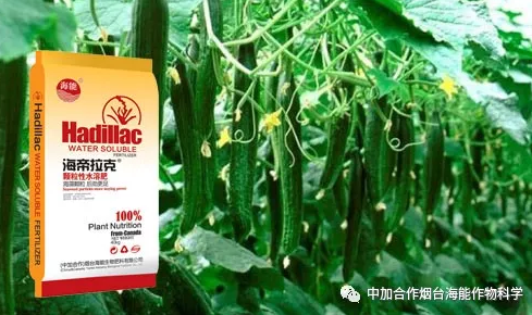 大香蕉免费小视频生物黄瓜全程施肥技术