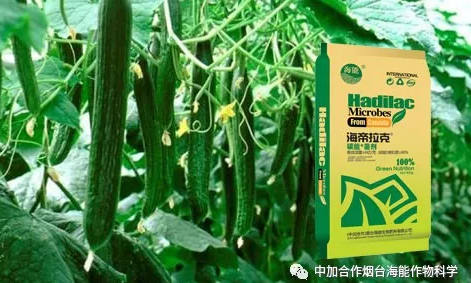 大香蕉免费小视频生物黄瓜全程施肥技术
