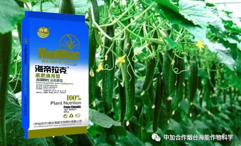 大香蕉免费小视频生物黄瓜全程施肥技术