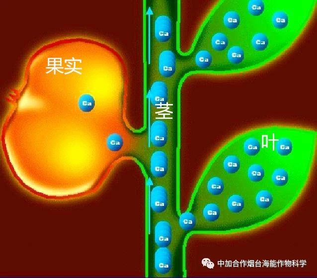 新款钙肥研发成功啦！
